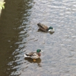 Patos en el r�o llamado Caliente