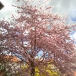 Primavera 2015
